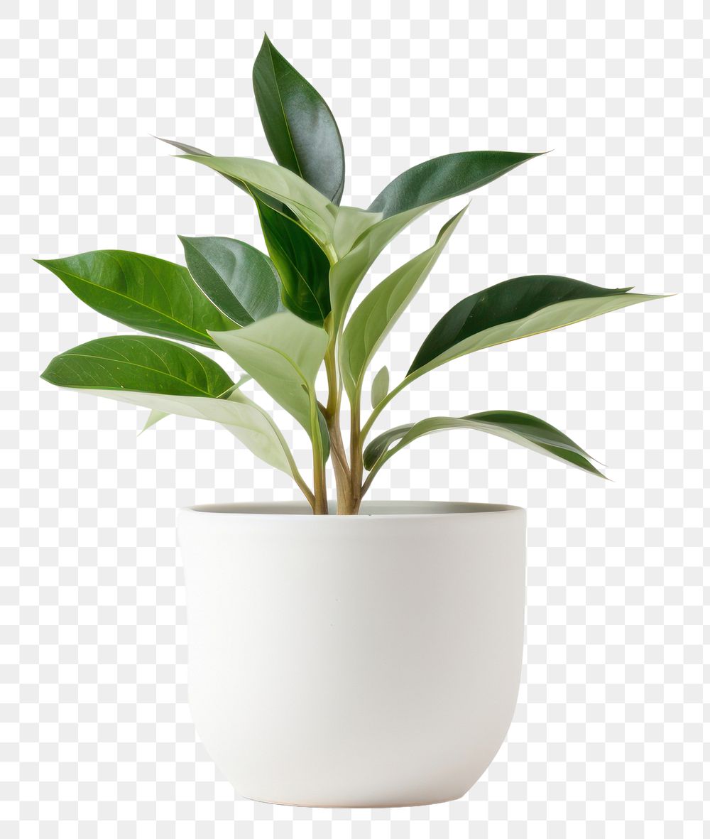 PNG Plant vase leaf transparent background. 