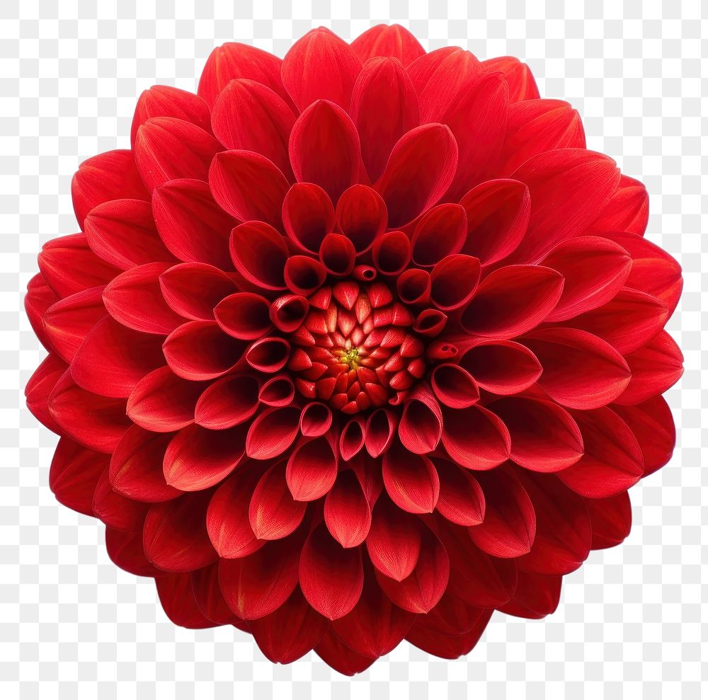 PNG Dahlia flower plant red. AI generated Image by rawpixel.