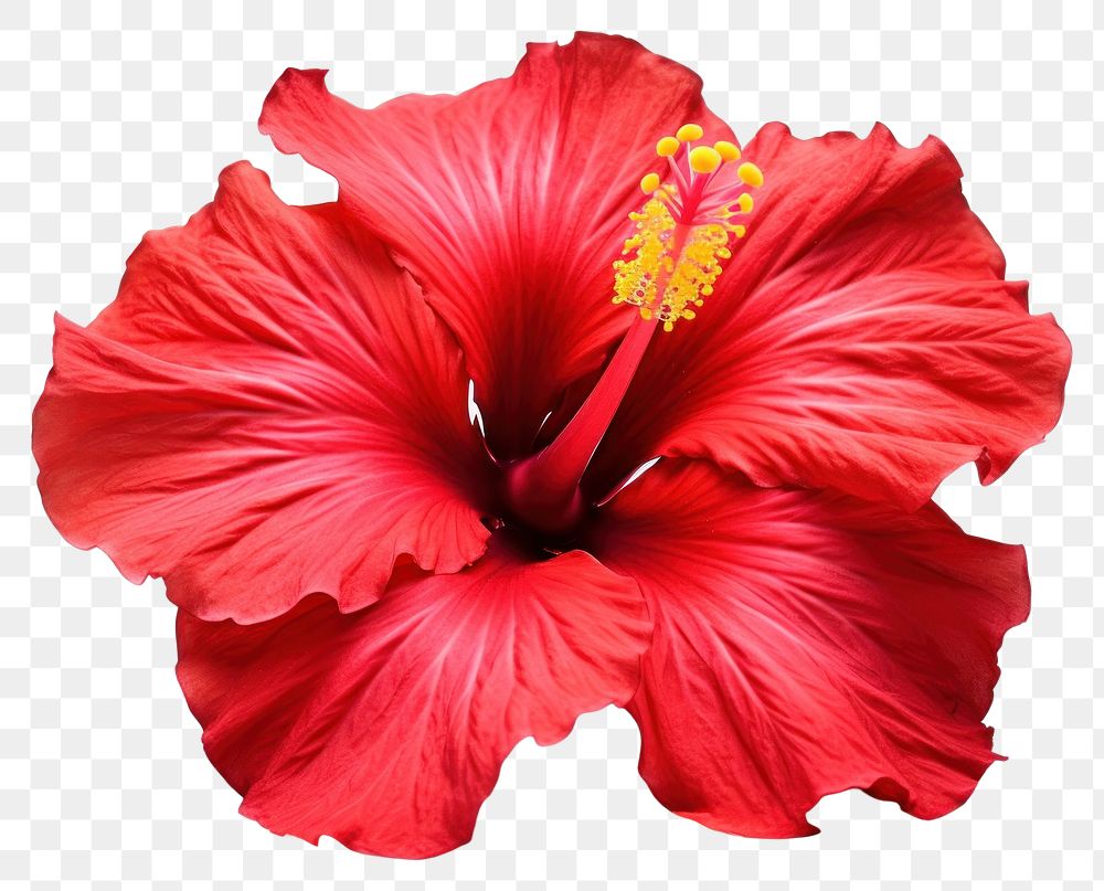 PNG Hibiscus flower petal plant. AI generated Image by rawpixel.