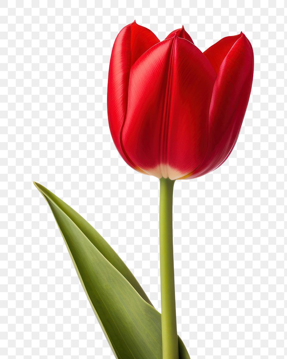 PNG Tulip flower plant white. 