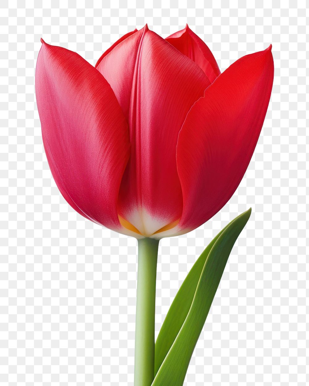 PNG Tulip flower plant red. 