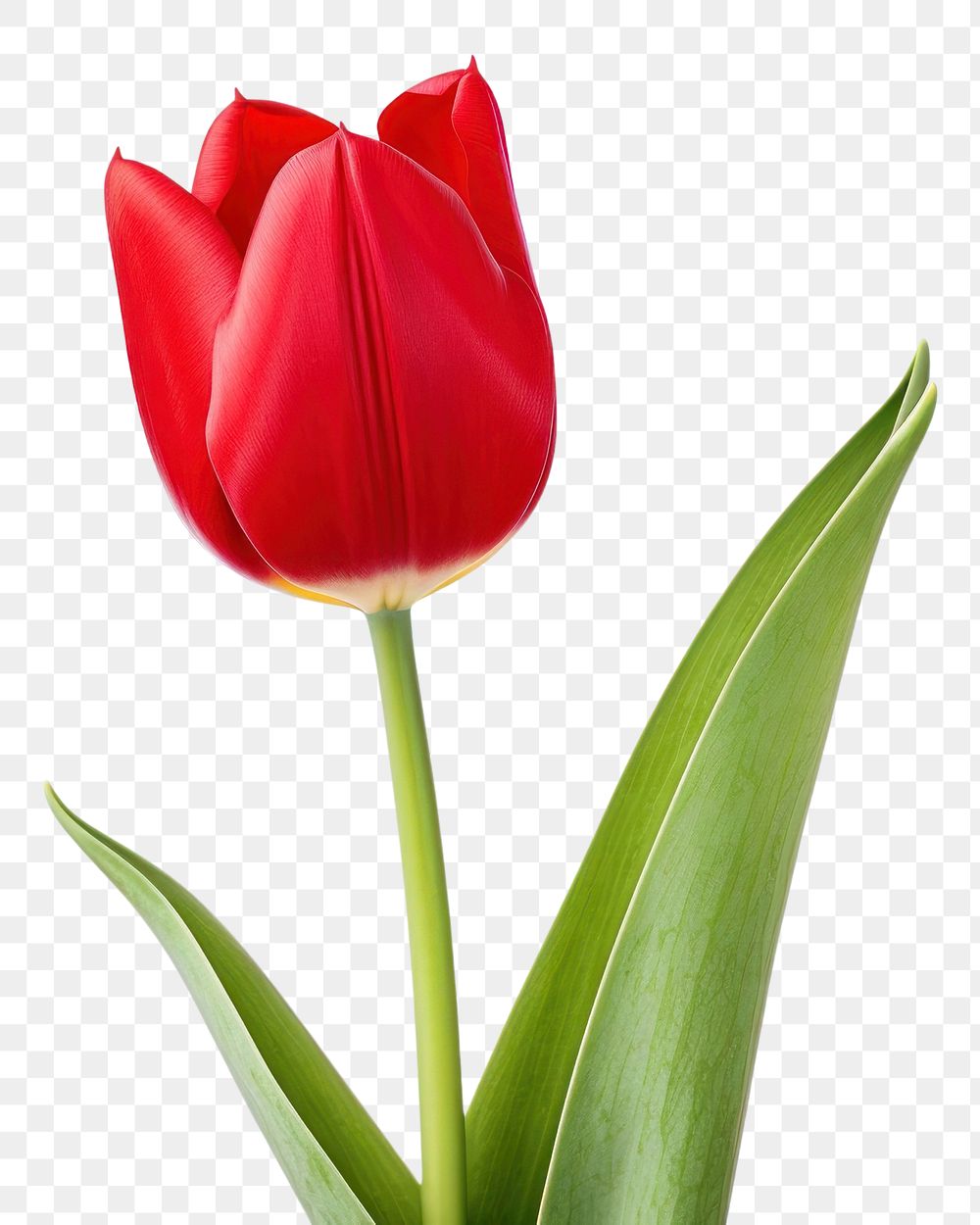 PNG Tulip flower plant red. 