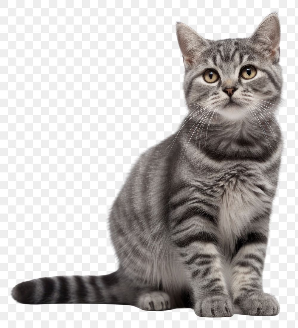 PNG Mammal animal kitten pet. AI generated Image by rawpixel.