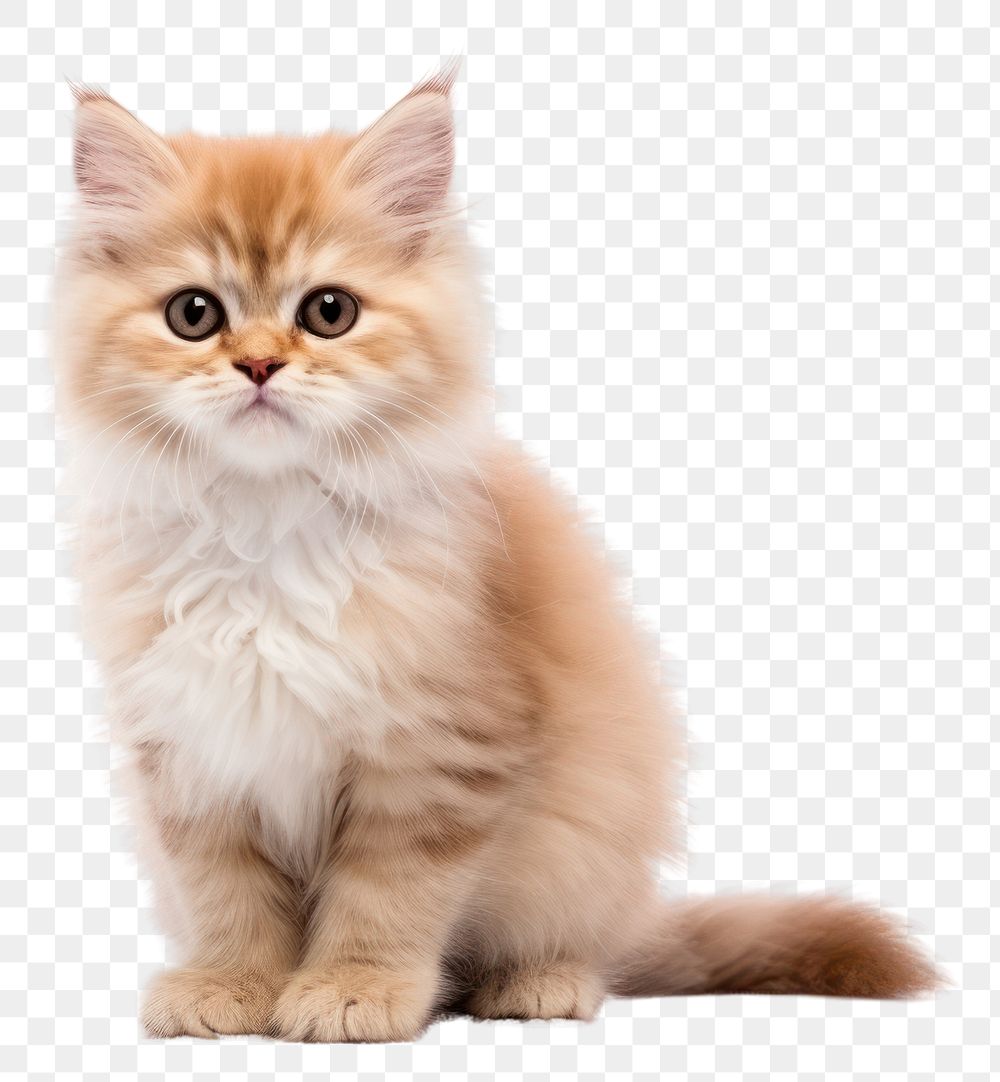 PNG Mammal animal kitten pet. AI generated Image by rawpixel.