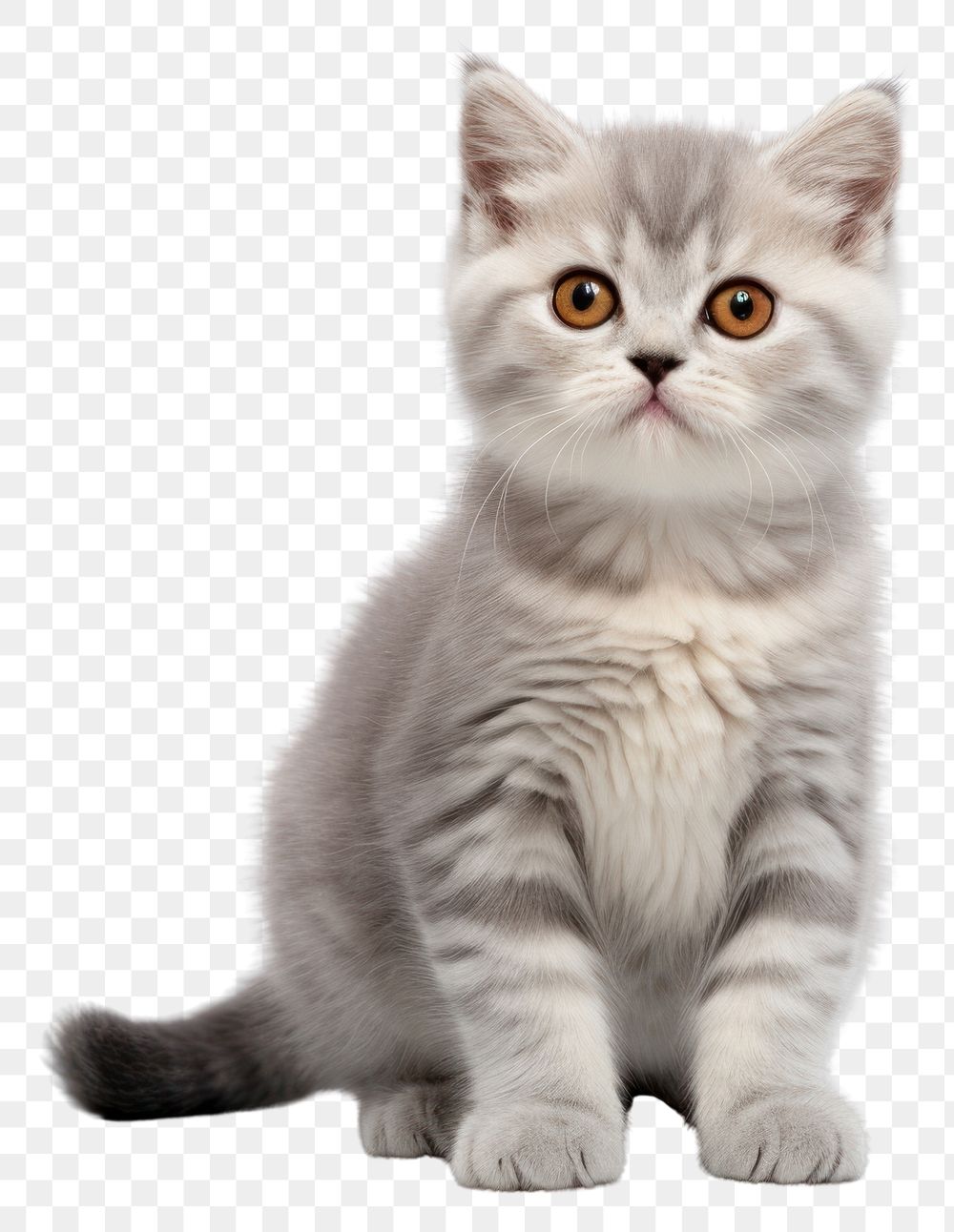 PNG Mammal animal kitten pet. AI generated Image by rawpixel.