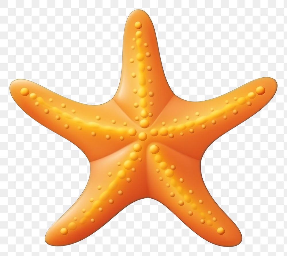 PNG Starfish white background invertebrate simplicity. 