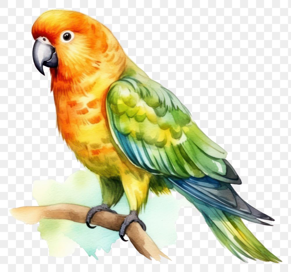 PNG Parrot animal bird transparent background