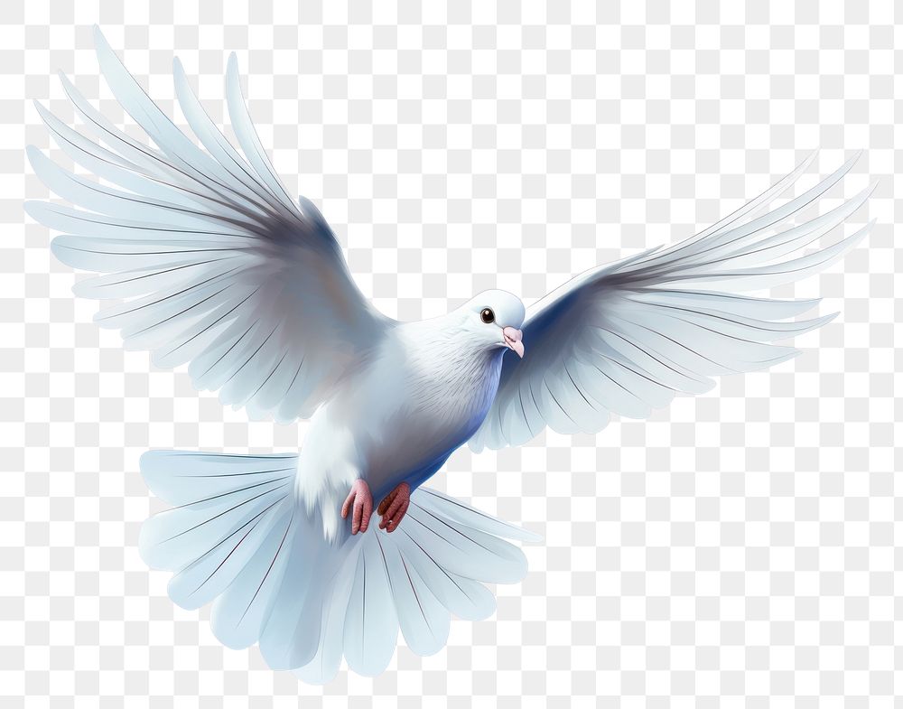 PNG Animal flying white bird. 