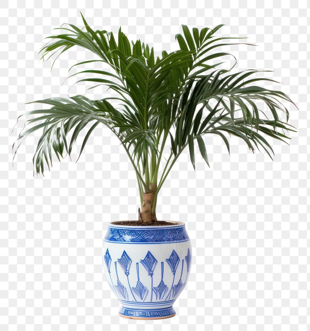 PNG Plant leaf blue tree. 