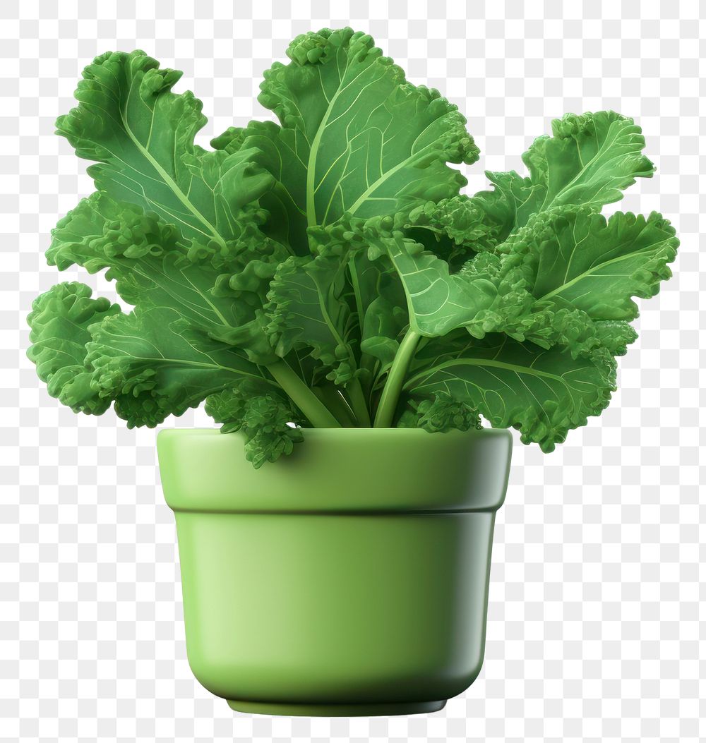 PNG Kale vegetable plant leaf. 