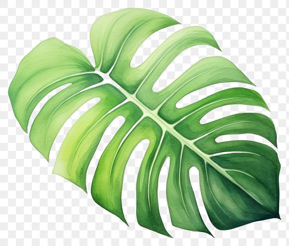 PNG Plant leaf backgrounds xanthosoma. 