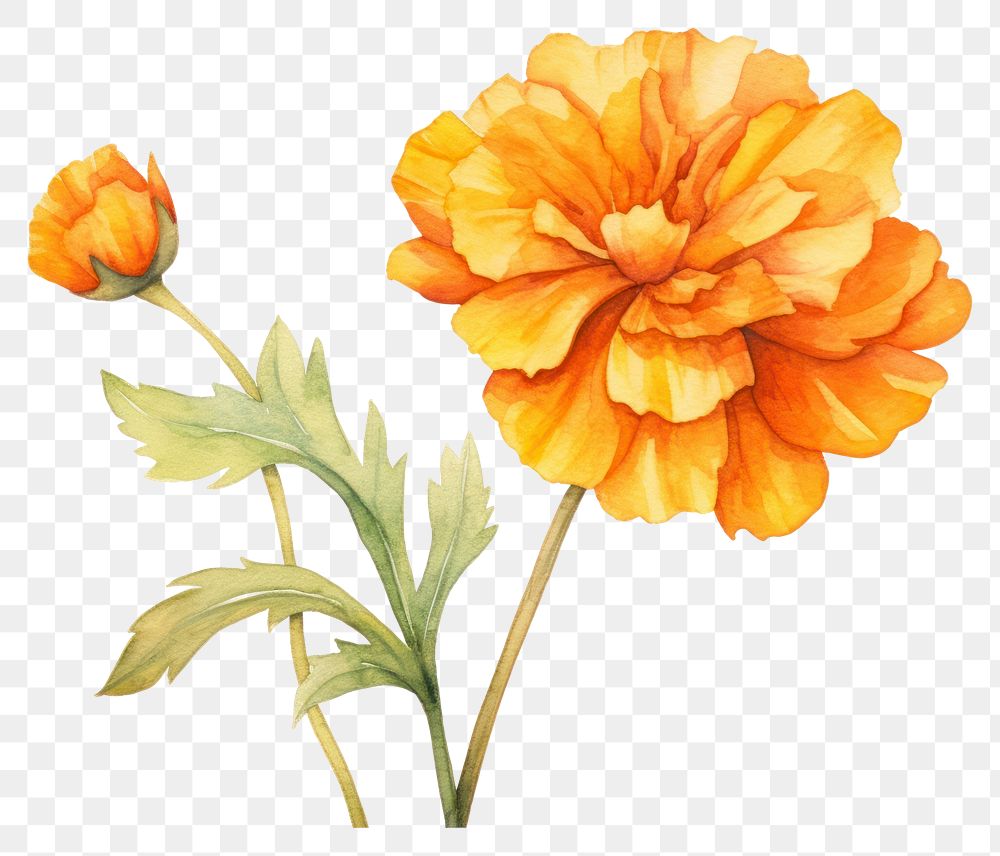 PNG Flower marigold dahlia petal