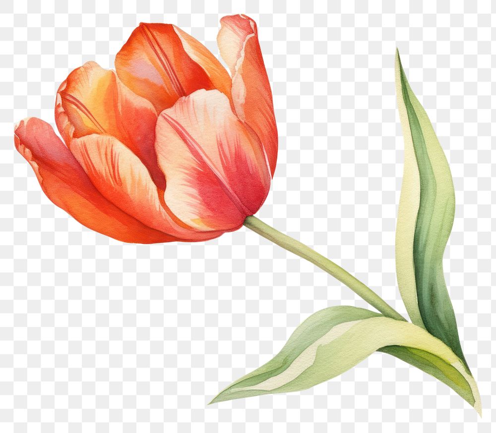 PNG Flower tulip plant inflorescence. | Premium PNG - rawpixel