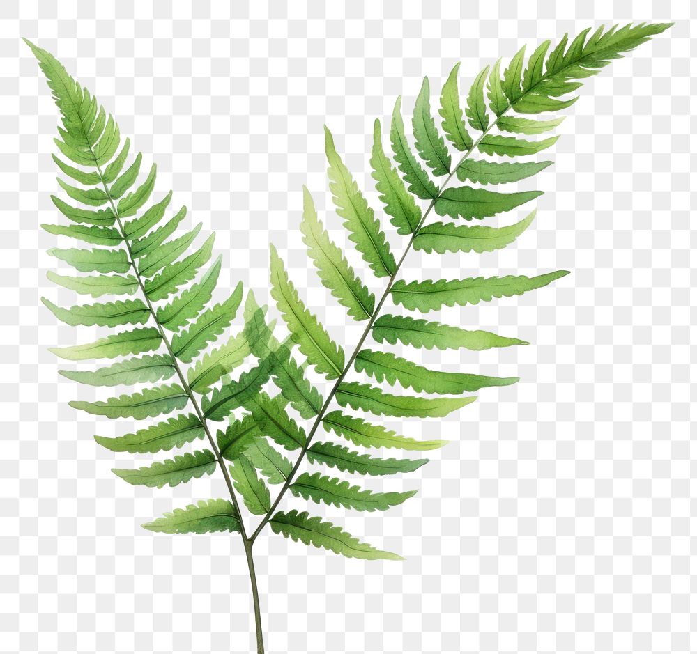 PNG Plant fern leaf freshness. AI generated Image by rawpixel.