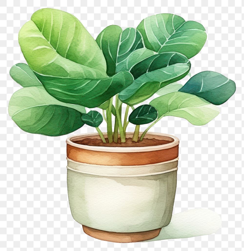 PNG Vegetable plant leaf houseplant. 