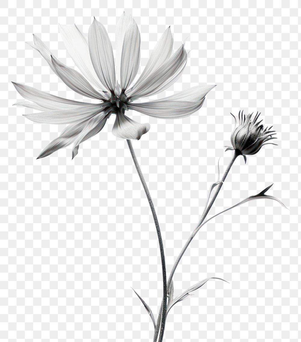 PNG Flower petal plant white. AI generated Image by rawpixel.