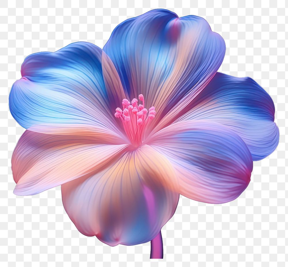 PNG Flower petal plant inflorescence. 