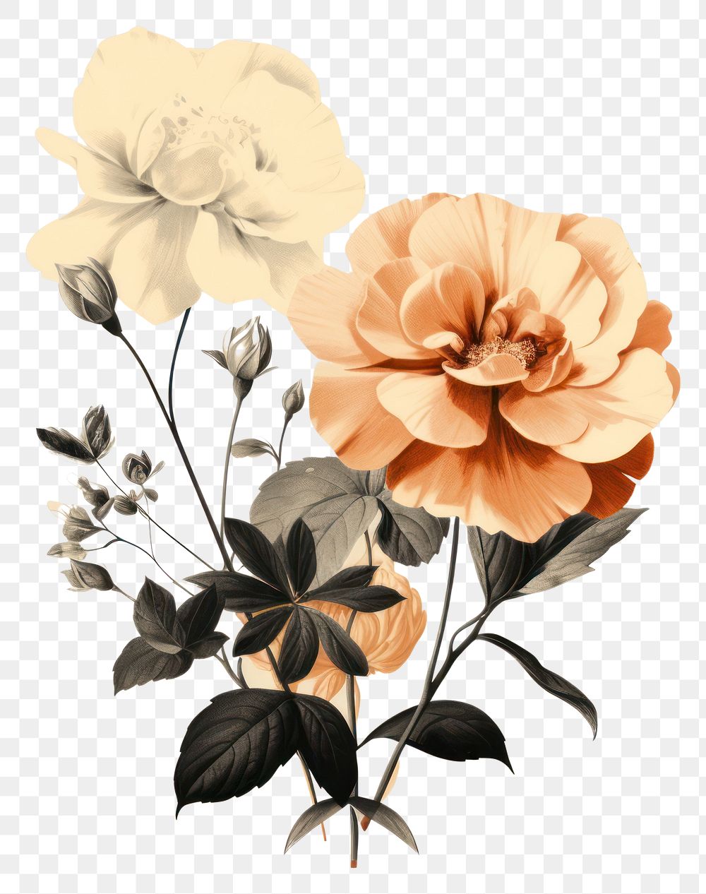 PNG Flower drawing plant rose. AI generated Image by rawpixel.