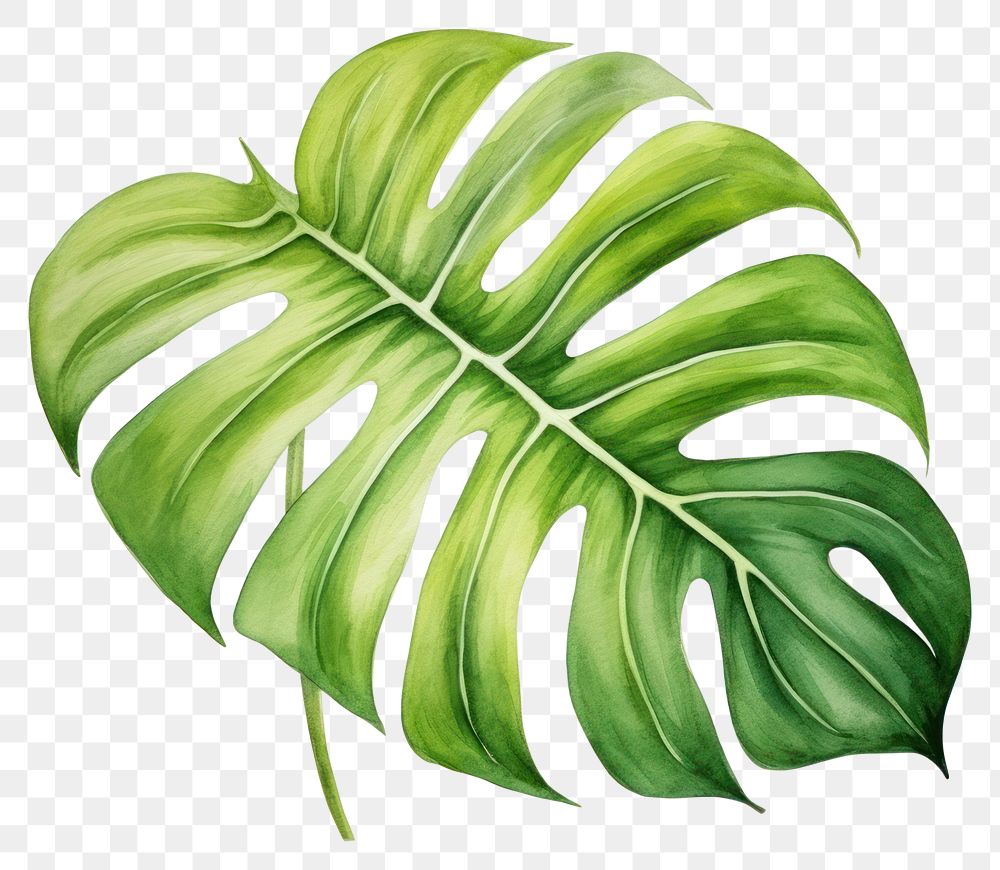 PNG Leaf plant green freshness. AI generated Image by rawpixel.