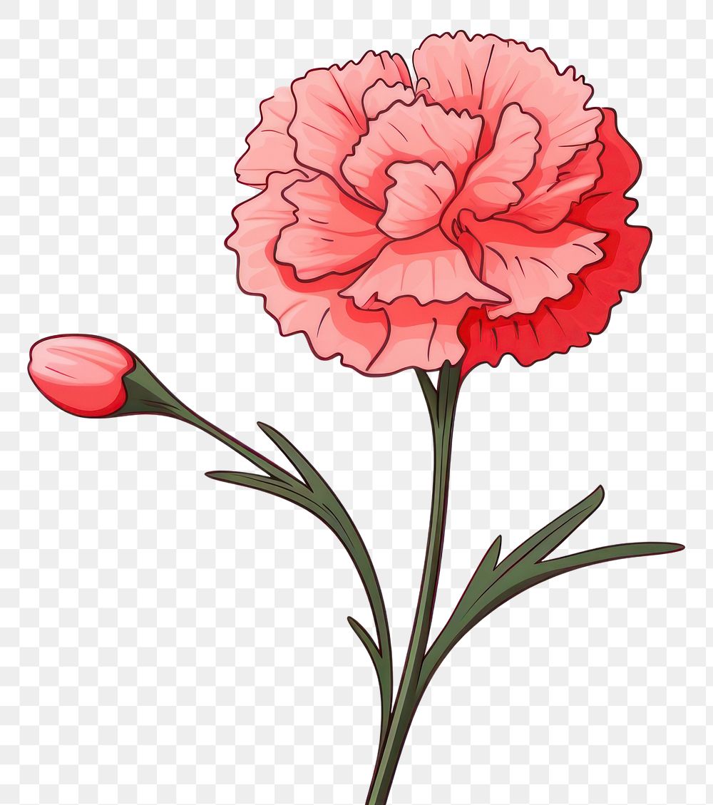 PNG Flower carnation cartoon drawing. 