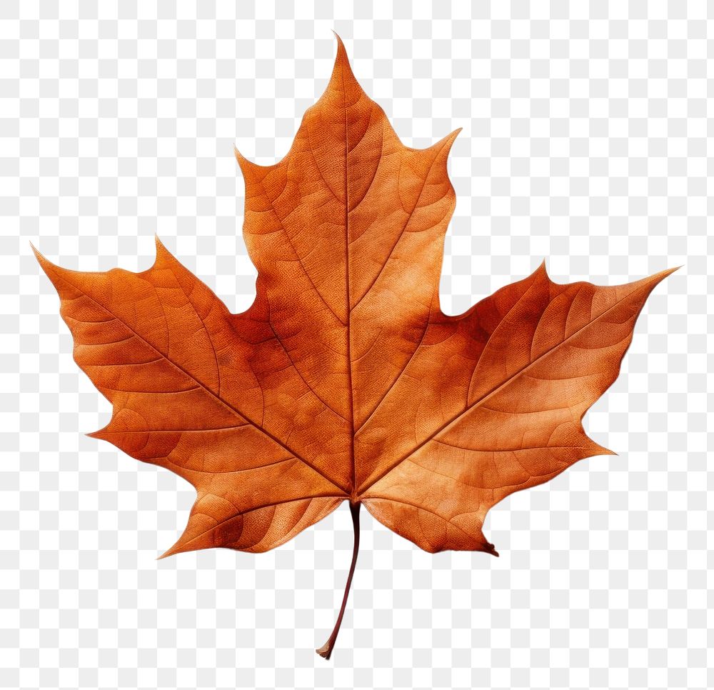 PNG Leaf autumn maple plant. AI generated Image by rawpixel.