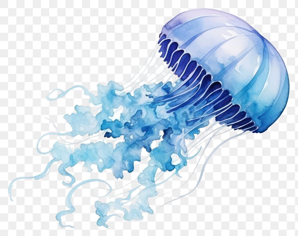 PNG Jellyfish blue invertebrate transparent. 