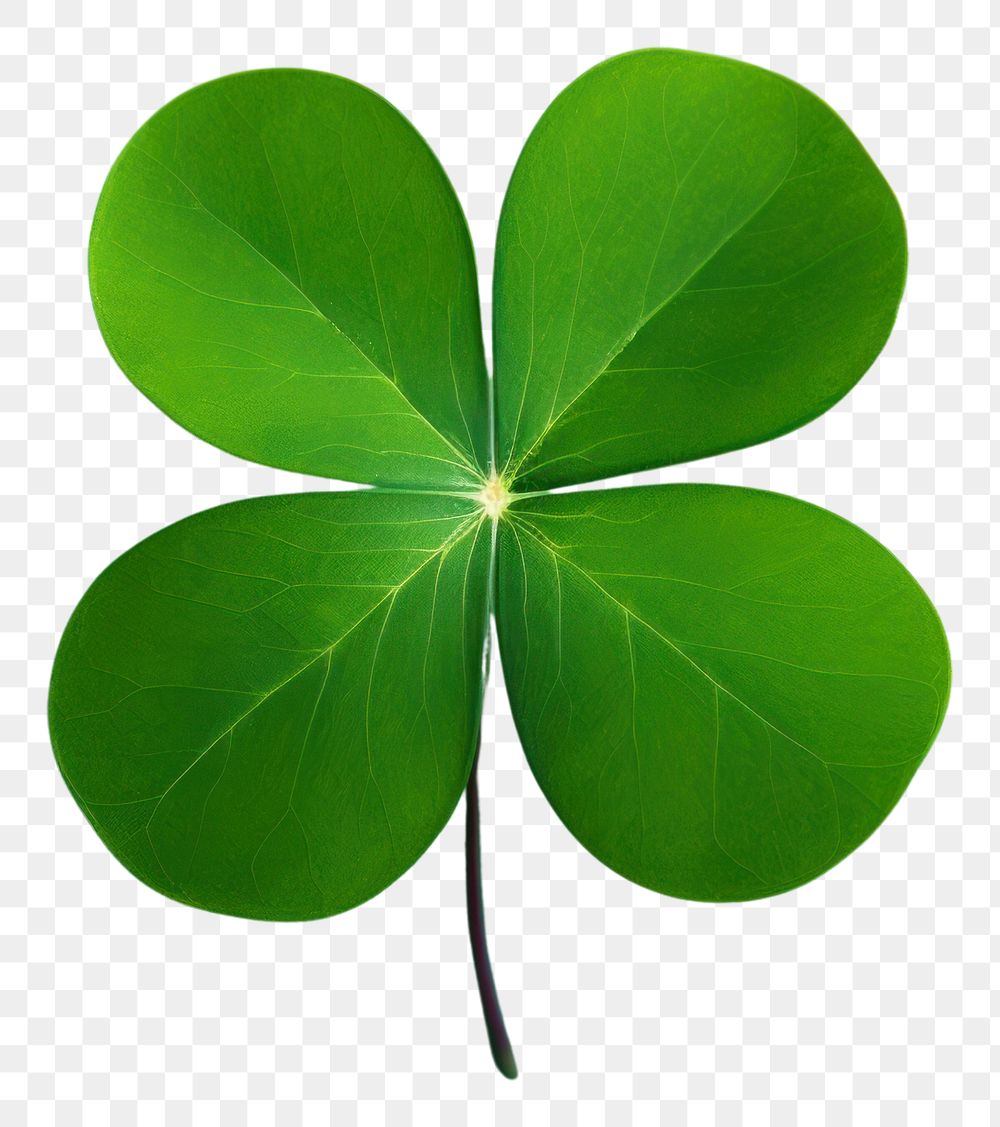 PNG Plant leaf freshness clover. AI generated Image by rawpixel.