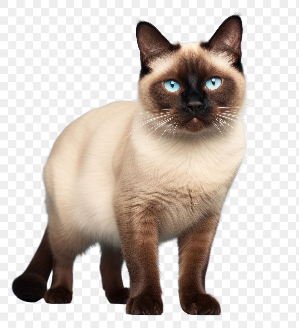 PNG Siamese animal mammal pet. AI generated Image by rawpixel.