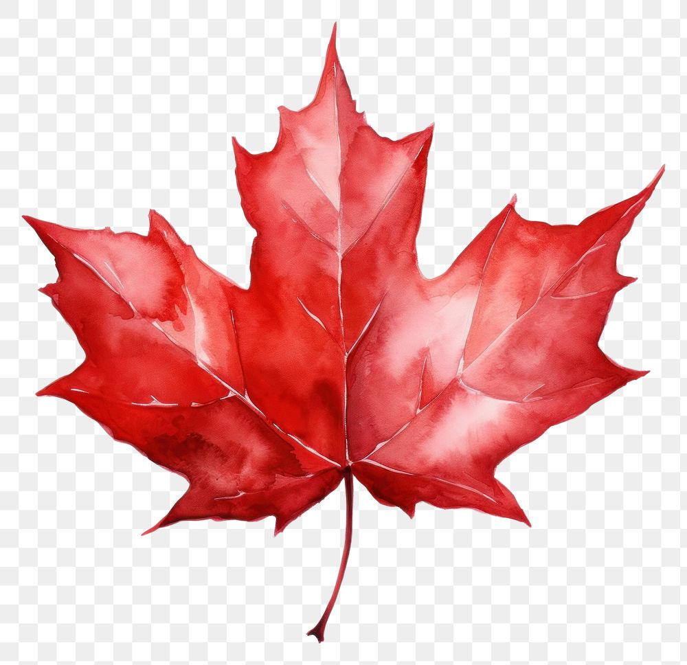 PNG Maple leaf plant tree. AI generated Image by rawpixel.