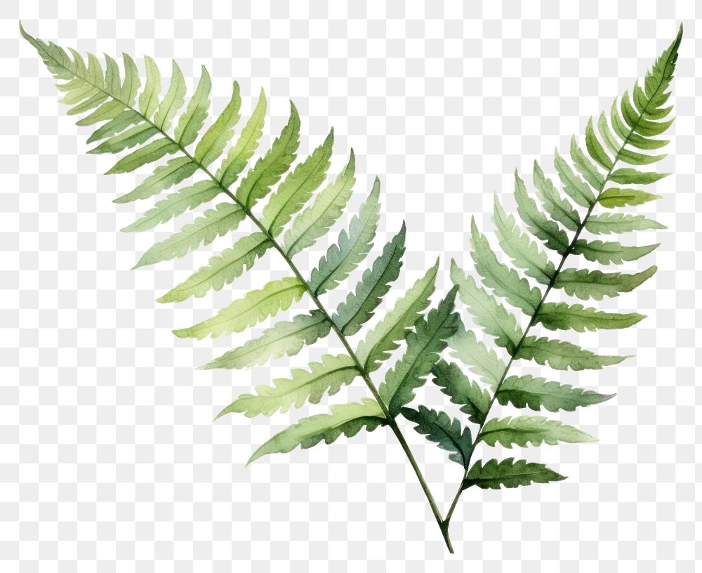 PNG Fern plant leaf transparent background. 