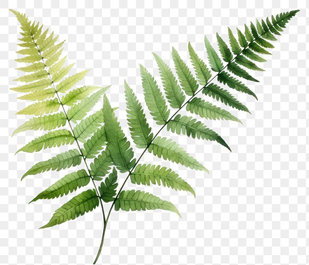 PNG Plant fern leaf freshness. AI generated Image by rawpixel.