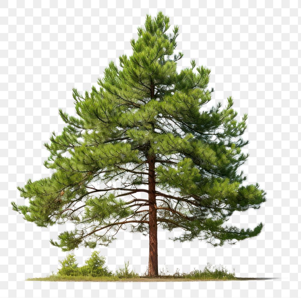 PNG Tree pine plant fir transparent background