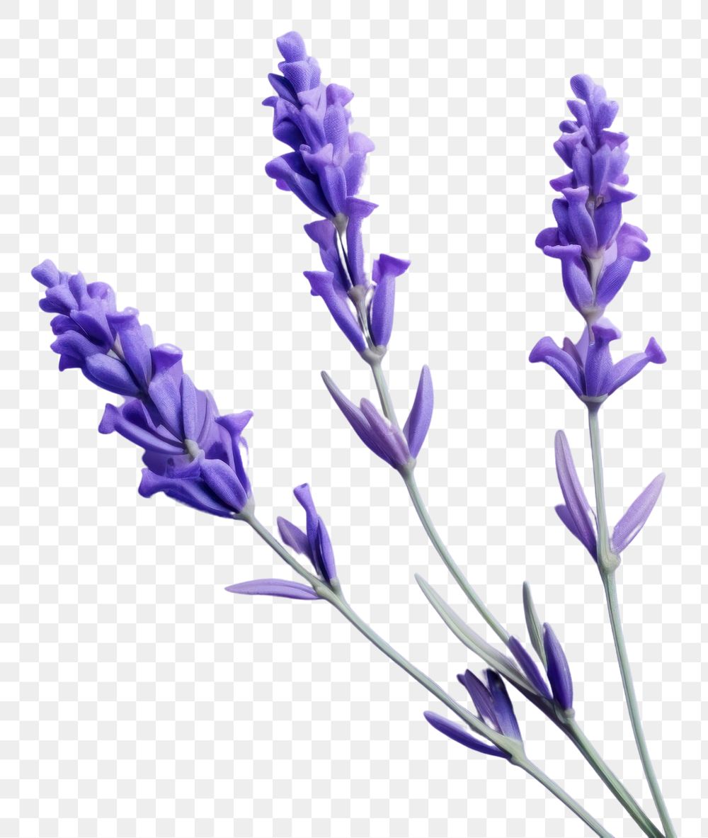 PNG Lavender blossom flower purple. AI generated Image by rawpixel.