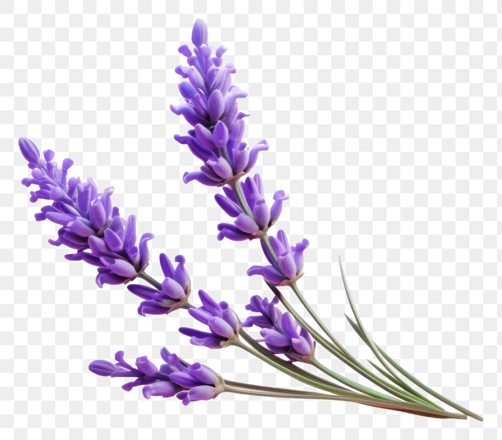 PNG Lavender blossom flower plant. | Premium PNG - rawpixel