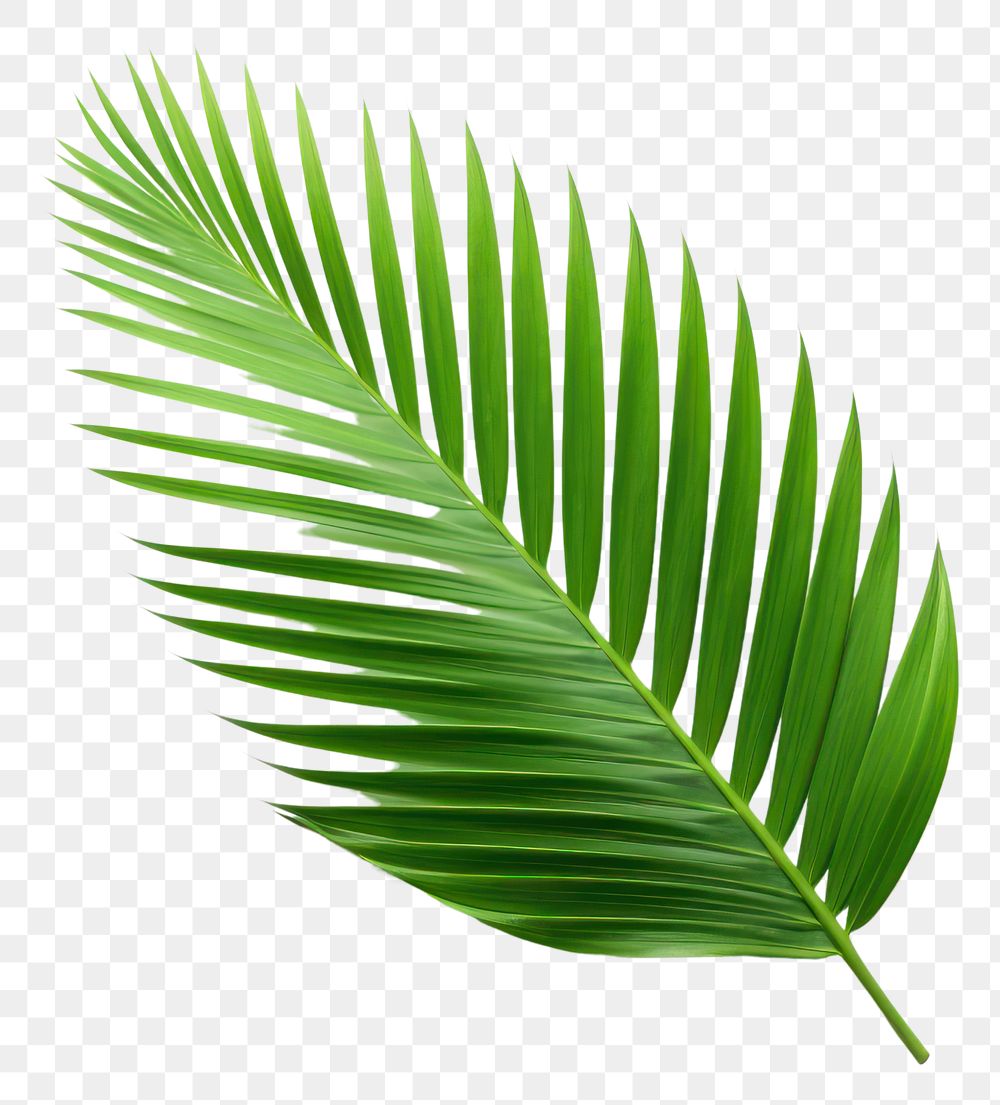 PNG Leaf plant green tree. AI generated Image by rawpixel.