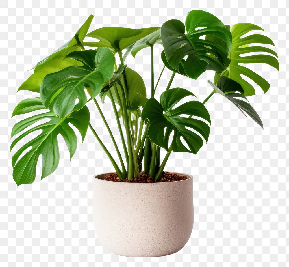 PNG Plant leaf houseplant transparent background