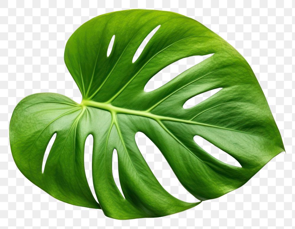 PNG Leaf plant white background xanthosoma. 