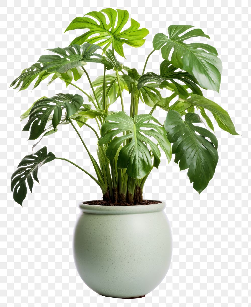 PNG Plant leaf vase transparent background