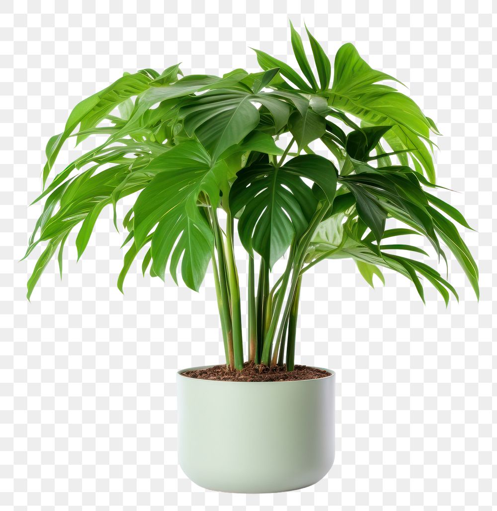 PNG Plant leaf houseplant transparent background