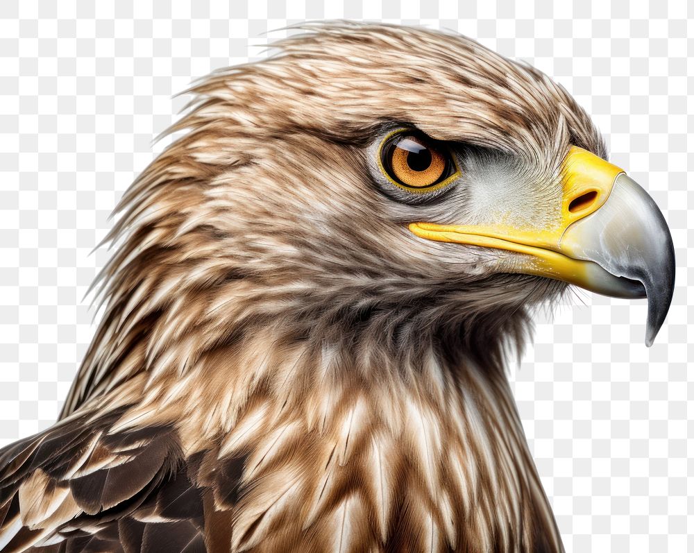 PNG Animal eagle beak bird