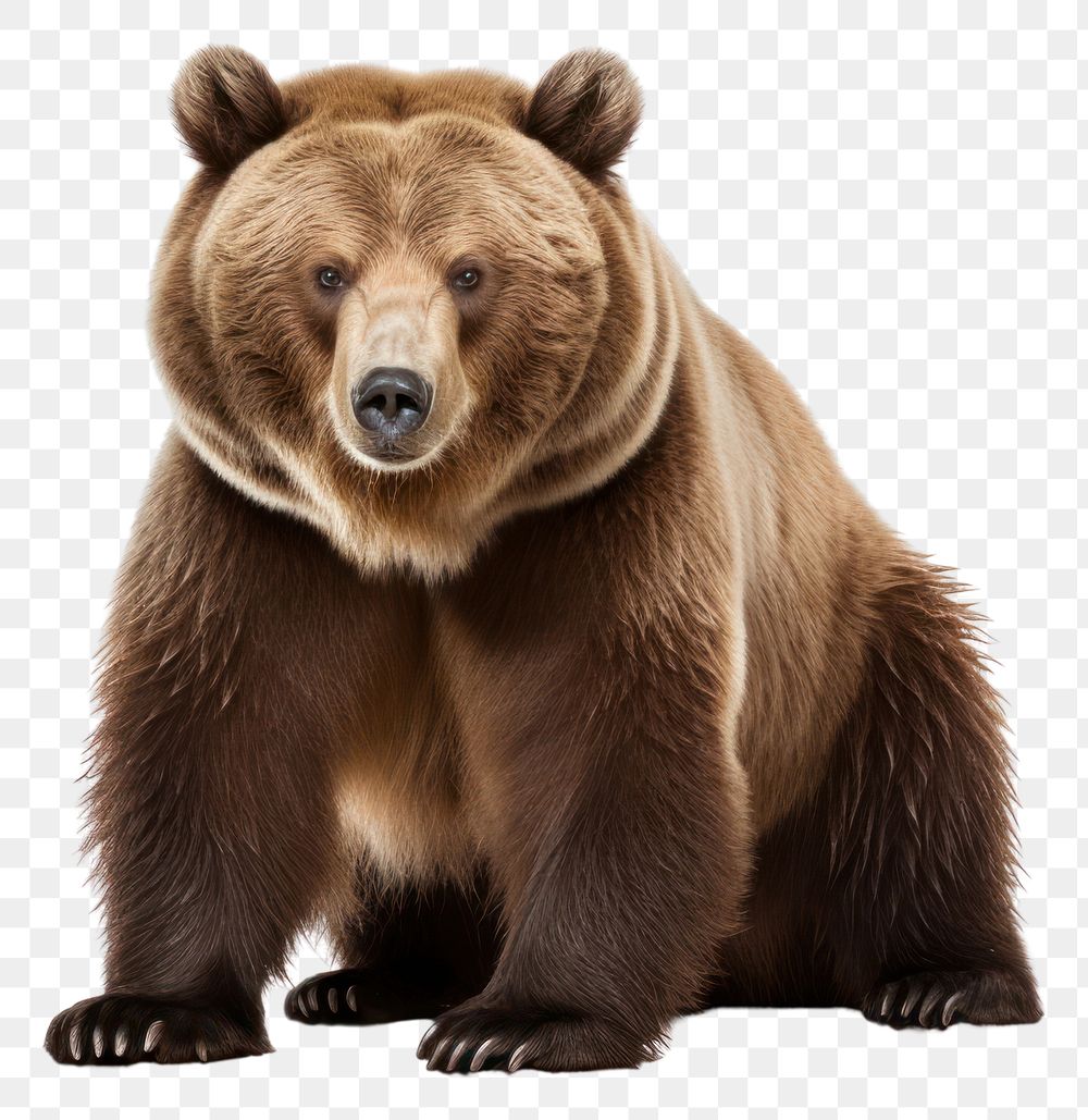 PNG Wildlife mammal animal bear. AI generated Image by rawpixel.