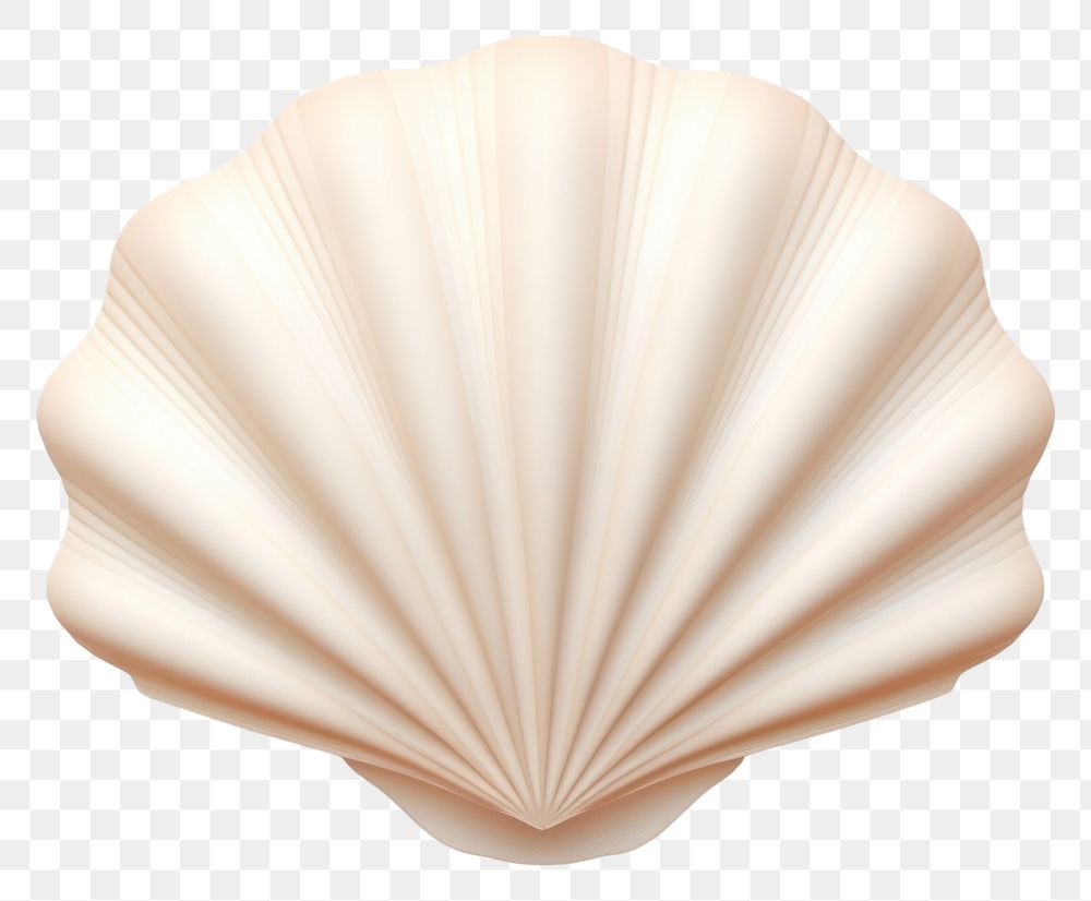 PNG Seashell white background invertebrate simplicity. 