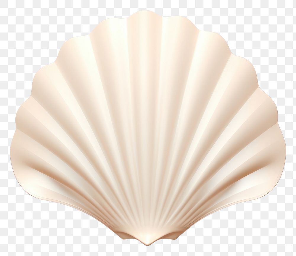 PNG Seashell clam white background invertebrate. AI generated Image by rawpixel.