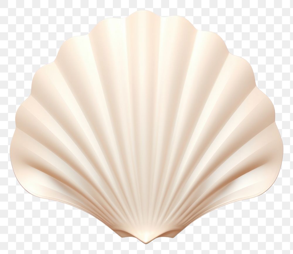 PNG Seashell clam  invertebrate. 