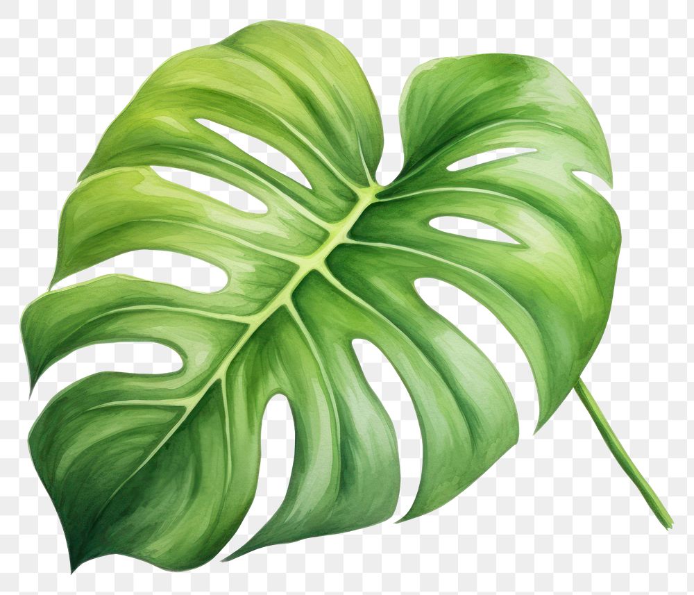 PNG Plant leaf white background xanthosoma. AI generated Image by rawpixel.