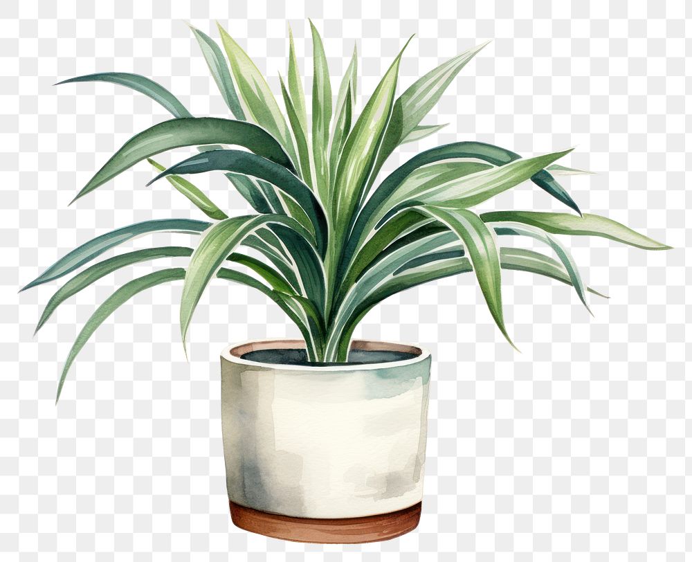 PNG Plant bromeliaceae houseplant freshness. AI generated Image by rawpixel.
