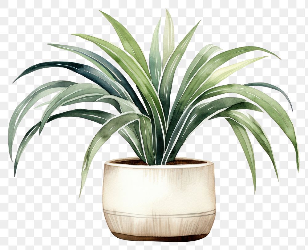 PNG Plant vase white background bromeliaceae. 