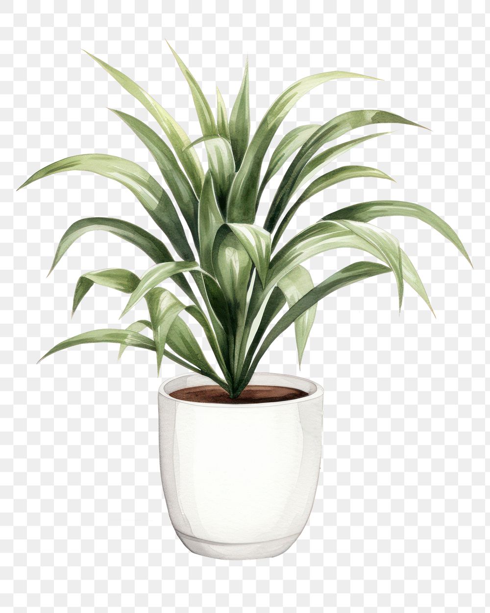 PNG Plant vase houseplant flowerpot. 