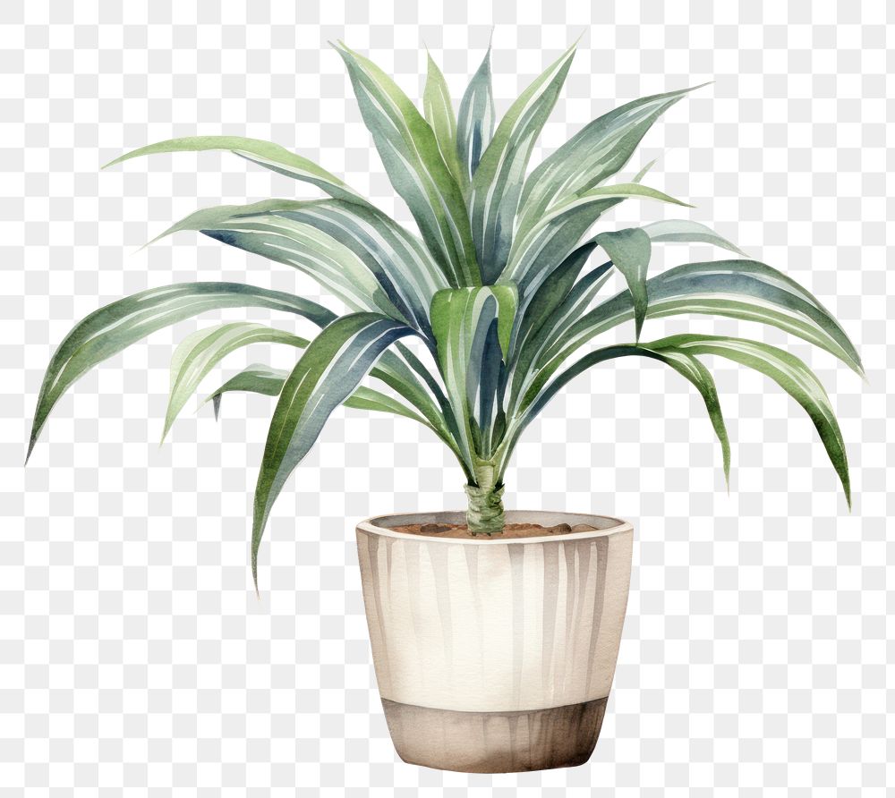 PNG Plant vase bromeliaceae houseplant. AI generated Image by rawpixel.