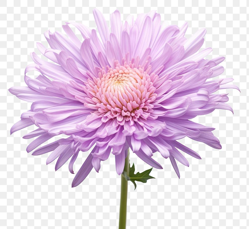 PNG Aster blossom flower dahlia. AI generated Image by rawpixel.